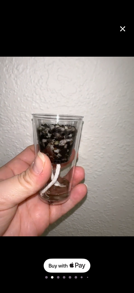 Corm Propagation Cup (5)